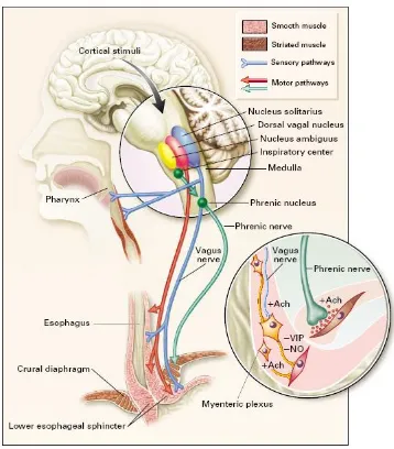 Figura 4. Control neural de l’EEI i de la crura diafragmàtica. Mittal RK. NEJM. 1998 