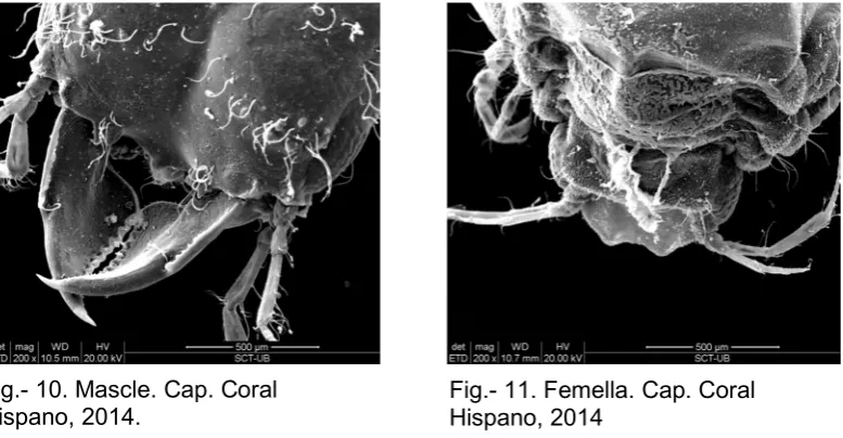 Fig.- 10. Mascle. Cap. Coral 
