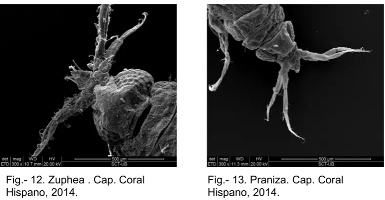 Fig.- 12. Zuphea . Cap. Coral 