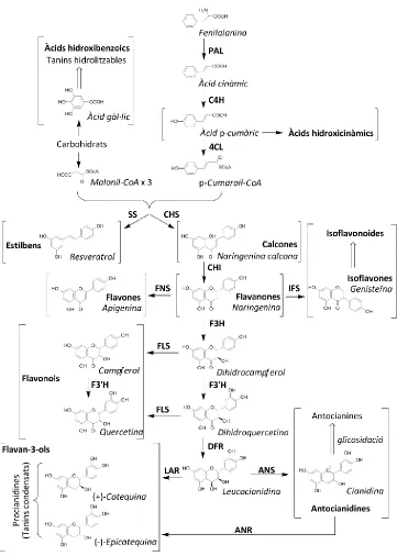 Fig. 1.5   Esquema de la ruta de biosíntesi de les principals classes de compostos fenòlics