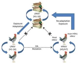 Figure modified4. Epidemiology of LPAIVs and HPAIVs between free‐living aquatic birds and poultry (Illustration  from [238]). 