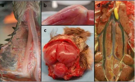 Figure lesions5. Gross lesions in H7N1/HP‐infected red‐legged partridges. a. Thymus atrophy, 7 dpi. b. Petechialhemorrhages on the fasciae sheaths of the muscles of rear legs, 8 dpi. c. Brain congestion, 8 dpi. d. Kidney consisting in parenchymal pallor, lobular surface architecture and urate deposits in the urethers, 7dpi. 