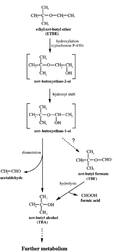 Figure 1.5. Metabolic pathway of ethyl  tert-butyl ether biodegradation 