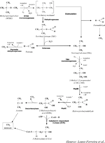 Figure 1.8. Enzymes and genes involved in MTBE degradation pathway  