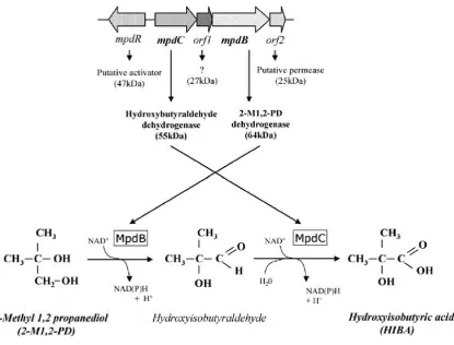 Figure 1.9. Participation of mpd gene clusters in the MTBE degradation pathway  