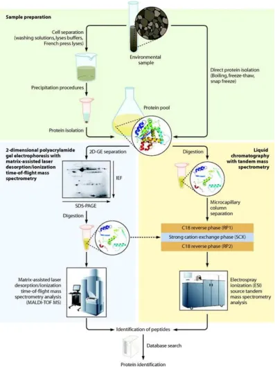 Figure 1.10. Diagrammatic representation of proteomics work flow  