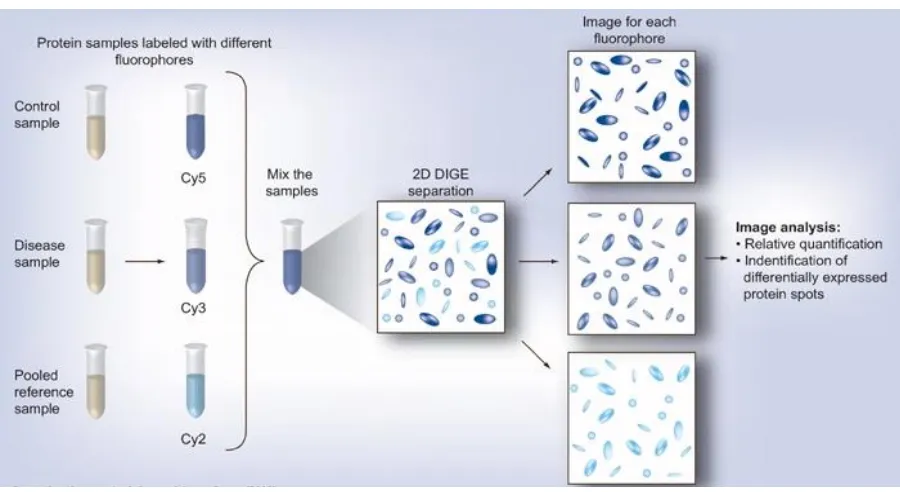 Figure 1.11. Diagrammatic representation of Difference gel electrophoresis (DIGE) labelling 