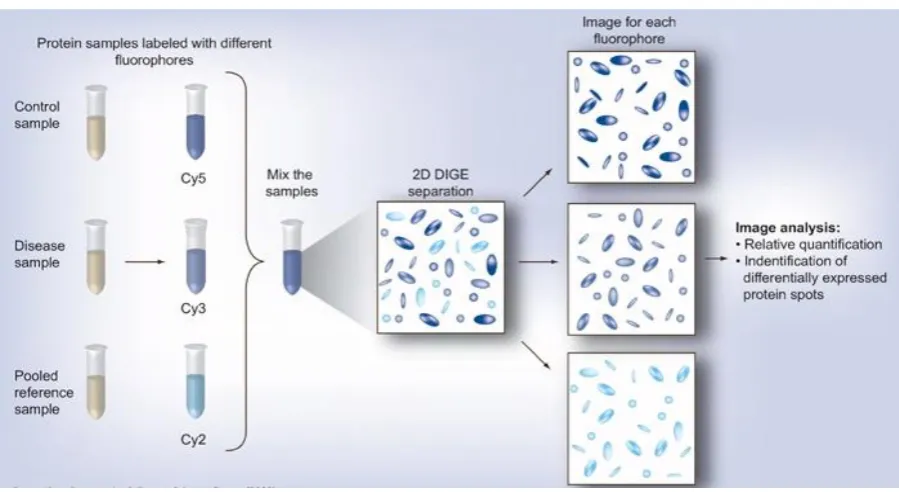 Figure 1.11. Diagrammatic representation of Difference gel electrophoresis (DIGE) labelling 
