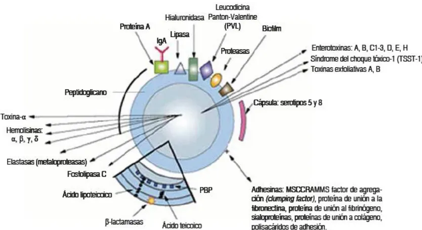 Figura 1: Factores de virulencia de Staphylococcus aureus 