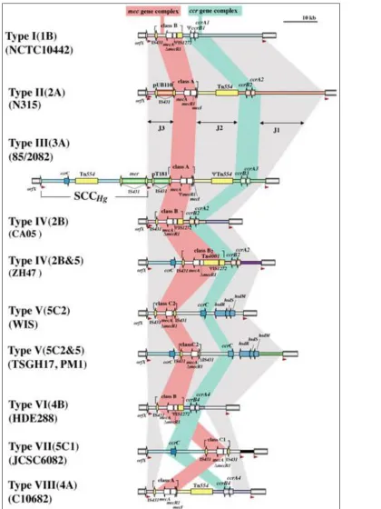 Figura 3: Tipos SCCmec IWC SCC 2009 (International Working Group on the Staphylococcal Cassette 