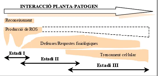Figura 1: Resum cronològic dels esdeveniments produïts durant la patogènesi (Baker i Orlandi, 1999)  