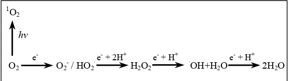Figura 2Figura 2: Esquema de les successives reduccions de l’oxigen i formació de les espècies reactives d’oxigen : Esquema de les successives reduccions de l’oxigen i formació de les espècies reactives d’oxigen (Baker i Orlandi, 1999)(Baker i Orlandi, 1999)   