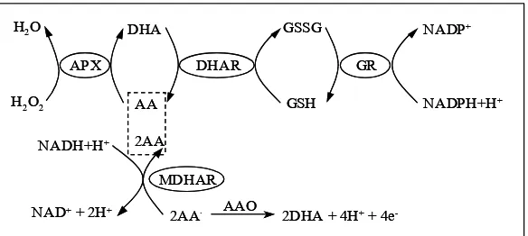 Figura 3: Cicle ascorbat-glutatió i reaccions associades.  DHAR: dehidroascorbat reductasa; MDHAR: monodehidroascorbat reductasa; GSSG: glutatió oxidat; GSH: glutatió reduït; GR: glutatió reductasa; AAO: ascorbat oxidasa 