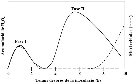 Figura 4: Cinètiques per l’acumulació de H2O2 i inducció de mort cel·lular després d’una inoculació amb un patogen avirulent (         ) i cinètica per l’acumulació de H2O2 després d’una inoculació amb un patogen virulent  (           ) (Lamb i Dixon, 1997) 