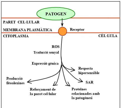 Figura 5: Model on es mostren els possibles efectes de les ROS generades per un atac patogen  