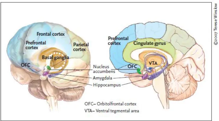 Figure 3. Major brain regions with structural and functional alterations, including the Prefrontal cortex regions (as the OFC, DLPFC), ACC, the OFC, the amygdala, hippocampus, the striatum (Nacc, caudate, putamen) with a clear role in cocaine addiction