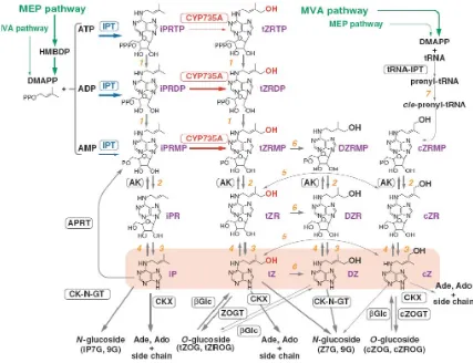 Figura 8. Modelo actual de biosíntesis y metabolismo de las CKs isoprenoídicas en Arabidopsis thaliana