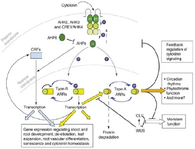 Figura 9. Modelo de recepción y transducción de señales de 2 componentes en CKs. AHK: Histidin-quinasa de A