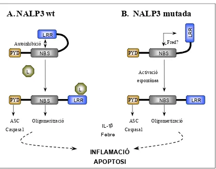Figura 9. Mecanisme hipotètic de l’activació de NALP3 (Tschopp et al. 2003). 