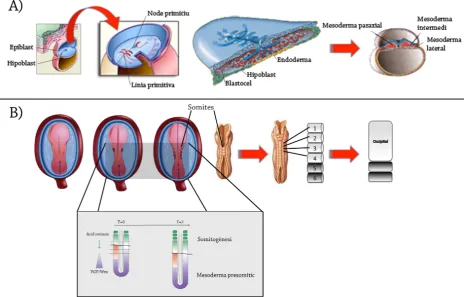 Figura   19.   a   l’os   occipital.      En   el   requadre   se   senyalen   els   diferents   gradients   que   es   formen   en   l’embrió   per   tal   la   gran   majoria   formen   el   mesoderma   paraxial,   intermedi 