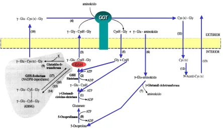 Figura 12.- Ciclo del γ-glutamilo. 