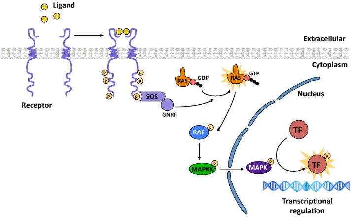 Figure  1.  General  scheme  of  RTK/Ras/MAPK  signaling  pathway.  Ligand  binding  induces 