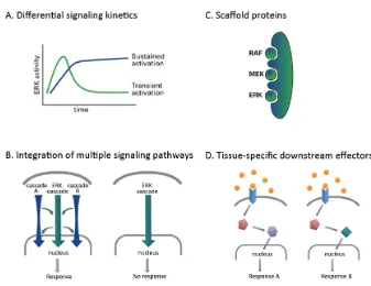 Figure 2. Schematic representation of mechanisms that determine the signaling specificity of the RTK signaling cascade. (A) Differences in the strength or the duration of the activation of a common signaling pathway might generate different cellular outcomes. (B) Different signaling pathways  are  able  to  combinatorially  act  to  give  specific  responses.  (C)  Different  scaffolds  can direct  signaling  components  to  regulate  distinct  processes  (D)  Distinct  tissues  may  express different  proteins  that  generate  unique  cellular  responses  to  the  same  upstream  signaling pathway.  (Adapted from Shaul and Seger, 2007) 