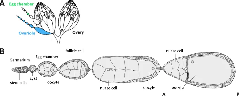 Figure 3. (A) Drawing of Drosophila ovaries and their organization. Females have two ovaries made up of 18 ovarioles each one. Each ovariole is composed of 6‐7 egg chambers. (B) Drawing of the germanium and early stages of oogenesis. The youngest egg chambers are localized closer to the germanium.  