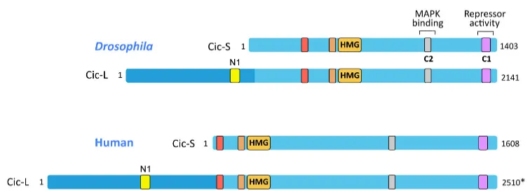 Figure 8. Structural features of Cic isoforms. Two main isoforms, short (Cic‐S) and long (Cic‐L), are  present  in  both  Drosophila  and  humans.  In  Drosophila,  Cic‐S  performs  most  of  known  Cic functions. No differential functions have been assigned to short versus long isoforms in mammals. Functional domains are indicated. (Adapted from Jiménez et al., 2012) 