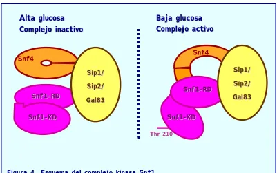 Figura 4. Esquema del complejo kinasa Snf1  