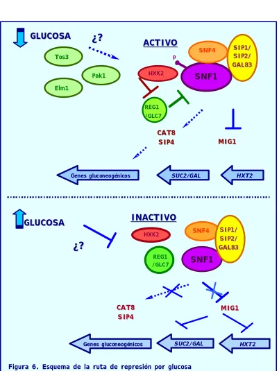 Figura 6. Esquema de la ruta de represión por glucosa 