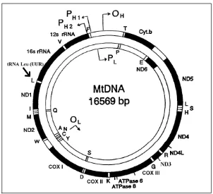 Figura 4.  Estructura de l’ADN mitocondrial humà (ADNmt), presentant les regions codificants 