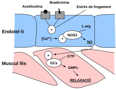 Figura  4. Relaxació vascular  mediada per Òxid Nítric. 