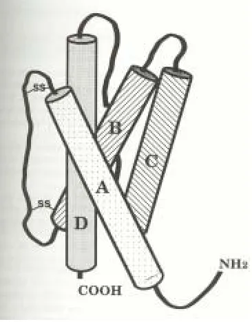Figura 5. Estructura esquemàtica de la IL-6. 