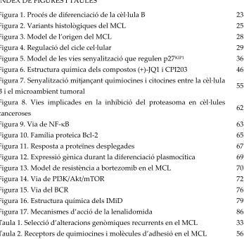Figura 1. Procés de diferenciació de la cèl·lula B  
