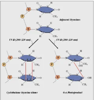 Figure 2).  