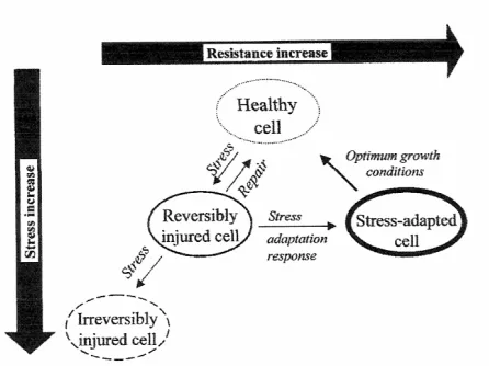 Figure 2. Microbial stress, injury, adaptation and resistance to processing.Source: Lado and Yousef (2002)