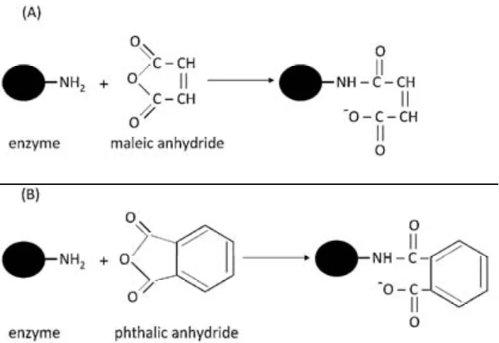 Figure 5.1.1 Reaction scheme for selective modification of ε-amino groups by using maleic (A) and 
