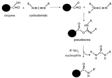 Figure 5.1.2 Reaction scheme for selective modification of carboxyl groups by EDAC and 