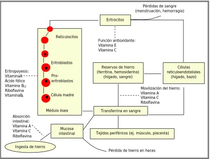 Tabla 9. Relación entre las vitaminas y el desarrollo de la anemia.