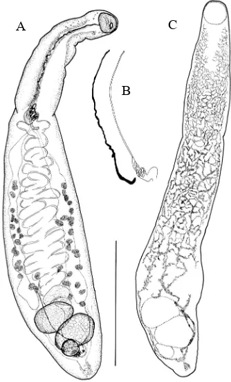 Figure 4.1. Wardula bartolii n. sp. ex Boops boops. A, Holotype, ventral view, anterior end twisted to one side partly obscuring ‘attachment organ’