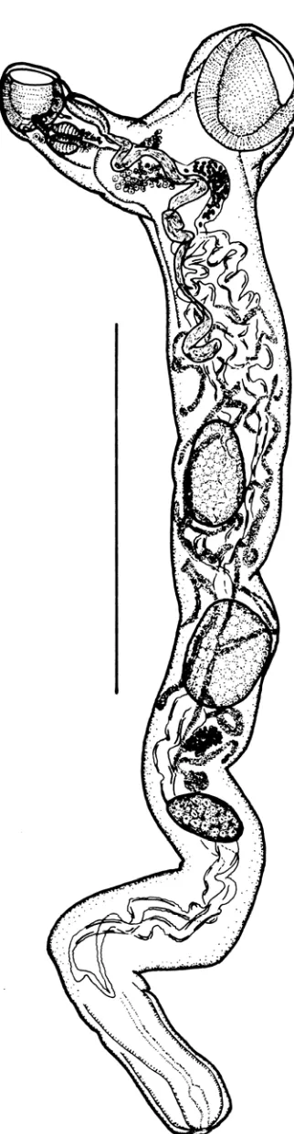 Figure 4.7. Accacladium serpentulum Odhner, 1928 ex Boops boops, lateral view. Scale-bar: 2000 µm