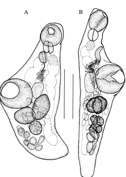 Figure 4.14. A, Lecithaster confusus Odhner, 1905 ex Boops boops, lateral view; B, Aponurus lagunculaLooss, 1907 ex Boops boops, lateral view