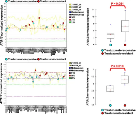 Figure 2: Differential expression of ATG12 in trastuzumab-responsive and trastuzumab-resistant breast cancer cell lines