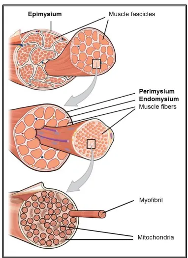 Figure 2: Skeletal muscle tissue organization and connective tissue layers. Image adapted from 