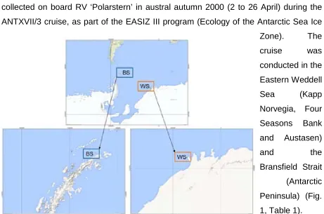 Fig. 1. Main sampling locations: Eastern Weddell Sea (WS) and Bransfield Strait (Antarctic Peninsula, BS) 