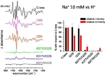 Figure 7.14 Sodium-induced IRdiff spectra (using 10 mM NaCl) of the double mutants containing the second site 