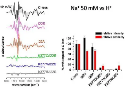 Figure 7.15 Sodium-induced IRdiff spectra (using 50 mM NaCl) of the double mutants containing the second site I22S replacement in conjunction with two I22 mutants