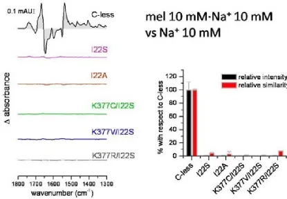 Figure 7.17 Melibiose-induced IRdiffK377R/I22S mutant, in the right panel: comparison using the first derivative of mutant spectra using C-less as reference I22S mutant, in brown: I22A mutant, in light green: K377C/I22S mutant, in marine: K377V/I22S mutant