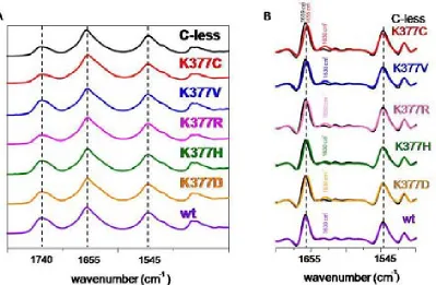 Figure 7.8 A comparison of absorbance spectra of the Lys377 mutants in comparison in the left panel, B second derivative of the absorbance spectra in the right panel